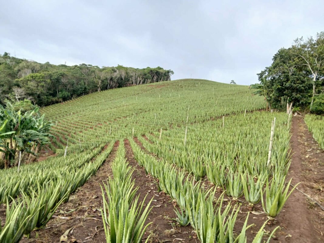 Sabila Aloe vera crops Colombia
