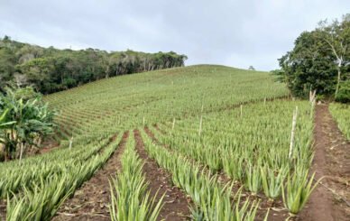 Sabila Aloe vera crops Colombia