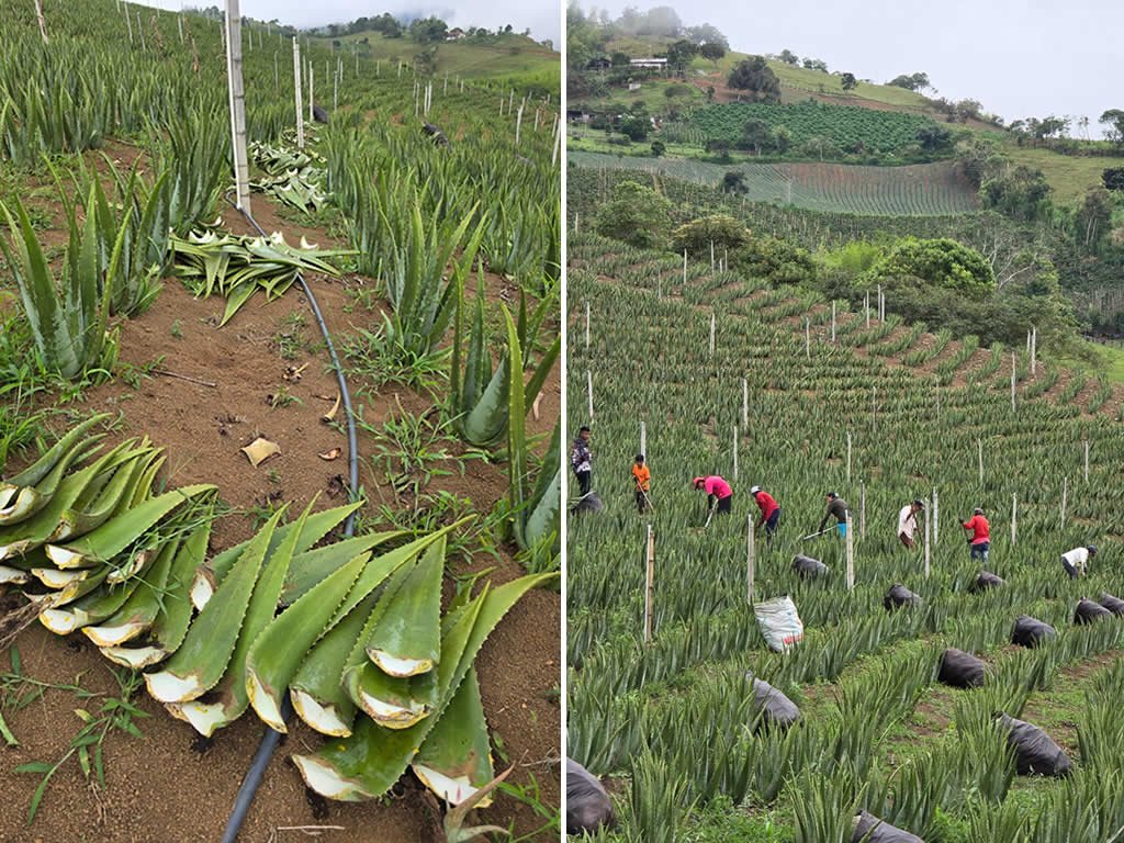 Sabila Aloe vera crops Colombian Company