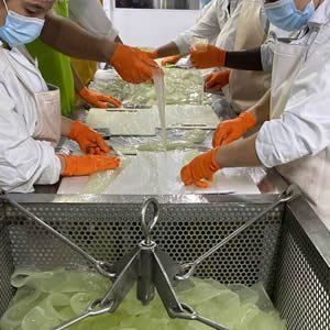 aloe vera proceso selección