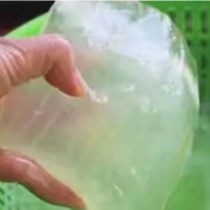 aloe vera raw material colombia 1