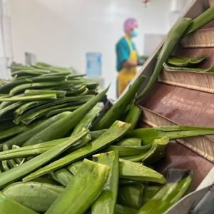 aloe vera raw material colombia 2