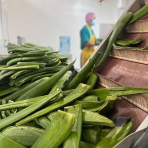 planta aloe vera grupo sabila